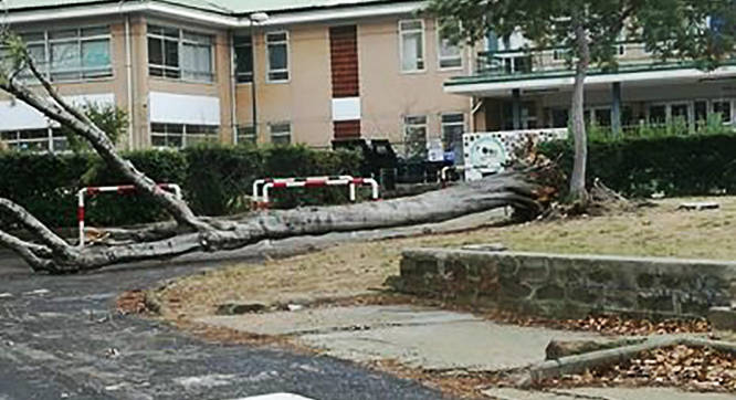 Paura a Casalpalocco, cade un albero davanti alla scuola elementare