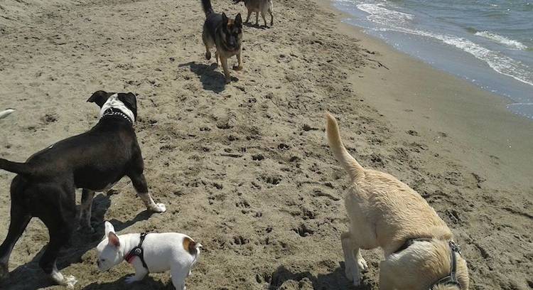 spiaggia per cani ostia