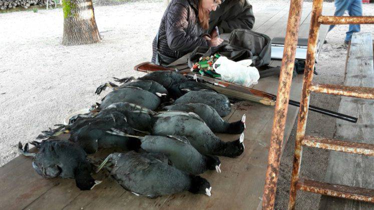 Fondi, scoperti bracconieri a caccia di folaghe, il blitz del Nipaf