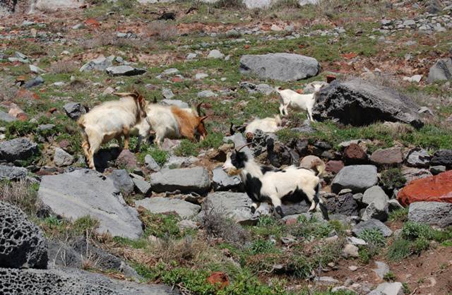 Palmarola, via le capre selvatiche dall’isola