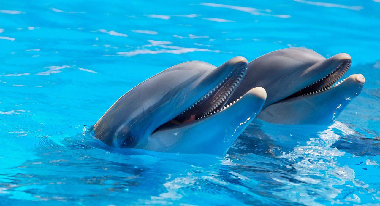 Anche i delfini si chiamano per nome!