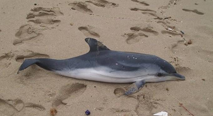 Delfino spiaggiato a Focene, ennesimo caso sul litorale