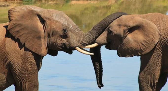 L’elefante e la sua proboscide, tutti gli usi di un naso ‘speciale’
