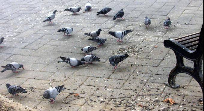 piccioni ladispoli