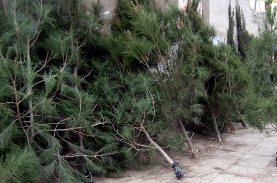 Cerveteri, le Guardie ecozoofile di ‘Fare ambiente’ recuperano gli alberi di Natale