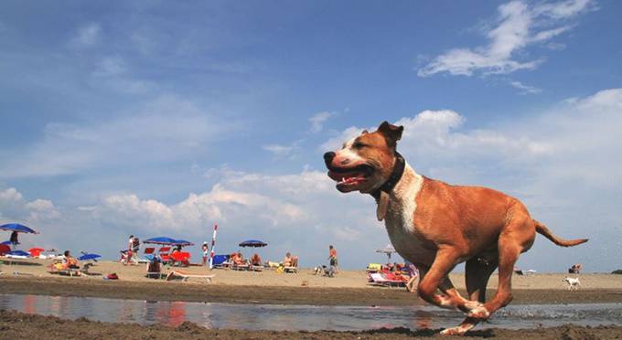 A Santa Marinella riapre la Baubeach: la spiaggia dedicata agli amici a 4 zampe