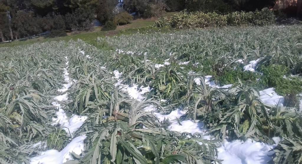 Emergenza gelo neve su campi agricoli