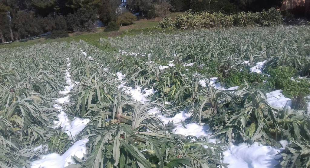 Tarquinia, il mondo agricolo in ginocchio per l’ondata di gelo