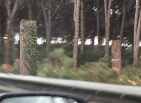 Taglio dei pini sulla via Cristoforo Colombo: scoppiano le polemiche