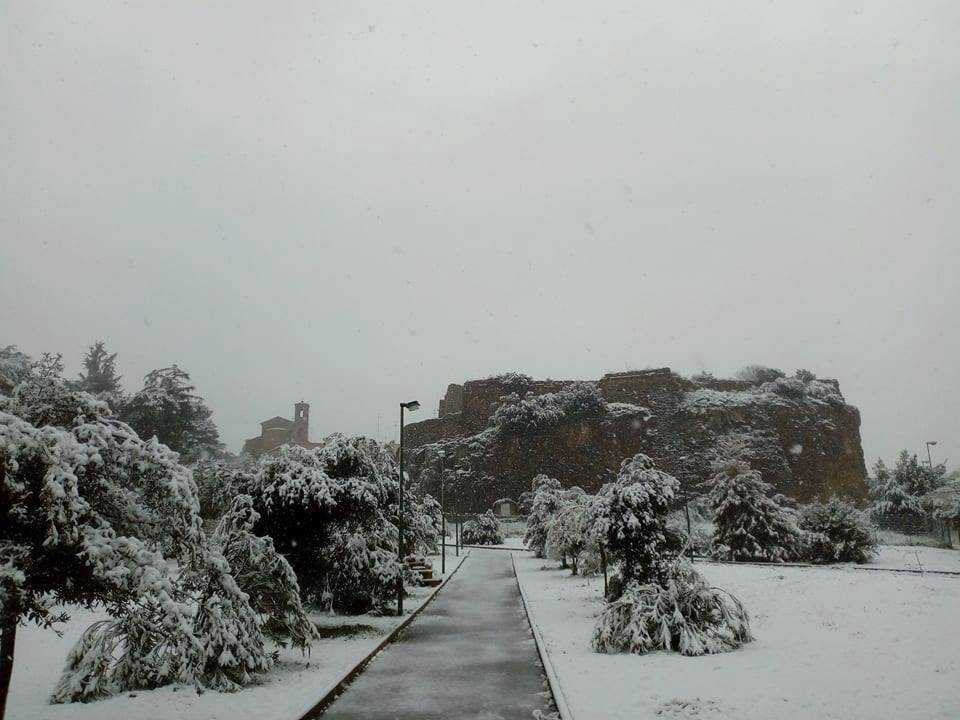 Ardea si sveglia sotto la neve