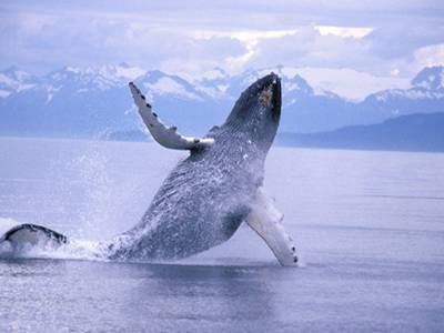 Le balene, i cantautori degli oceani