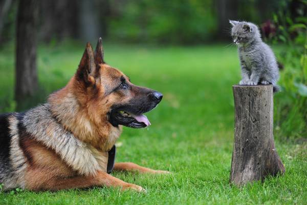 Animali domestici, a Civitavecchia un incontro su come comportarsi con cani e gatti