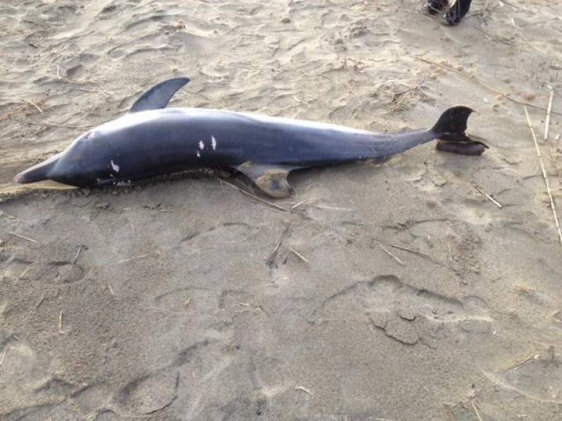 Fondi, delfino trovato morto sulla spiaggia di Torre Canneto