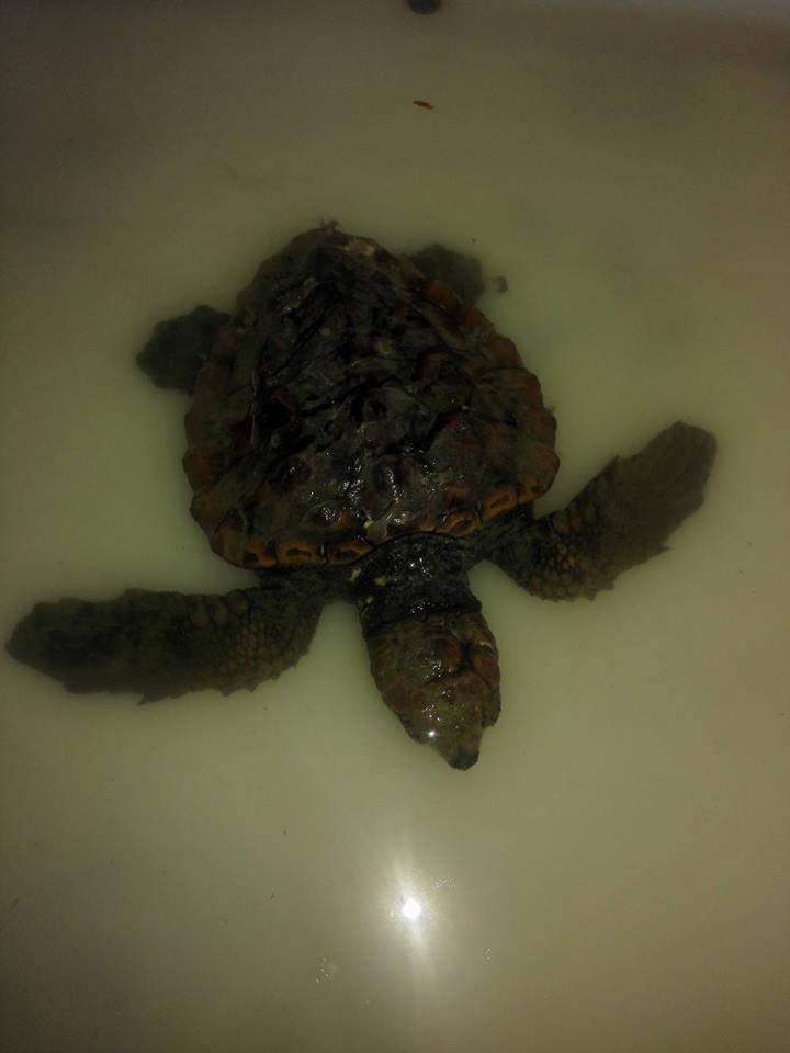 Ostia, nel mare di plastica scaricata a riva a Capocotta spunta anche un cucciolo di tartaruga