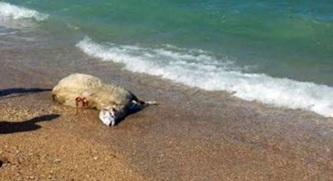 Animali morti, una pecora dal fiume, due tartarughe dal mare, allarme a Fiumicino