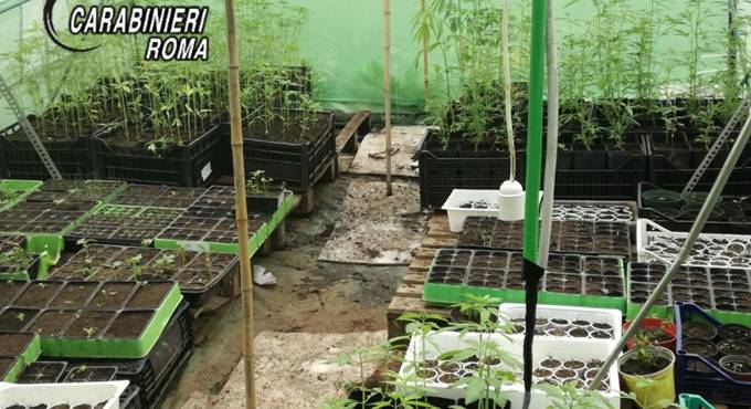 Una foresta di marijuana a Pomezia, scoperta una serra con 700 piante