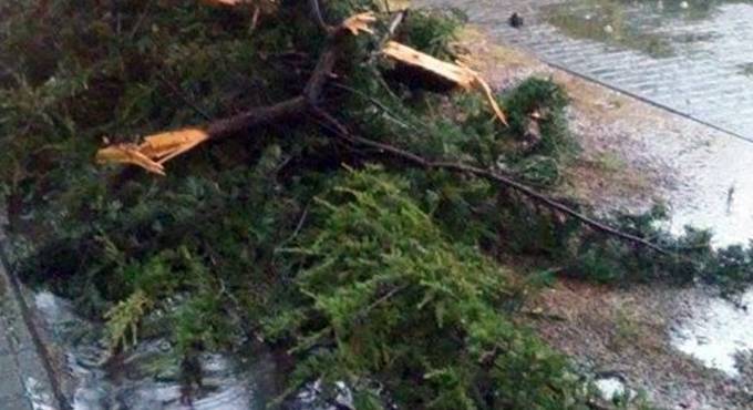 Raffiche di vento, un ramo si stacca e colpisce un’auto su via di Castel Campanile
