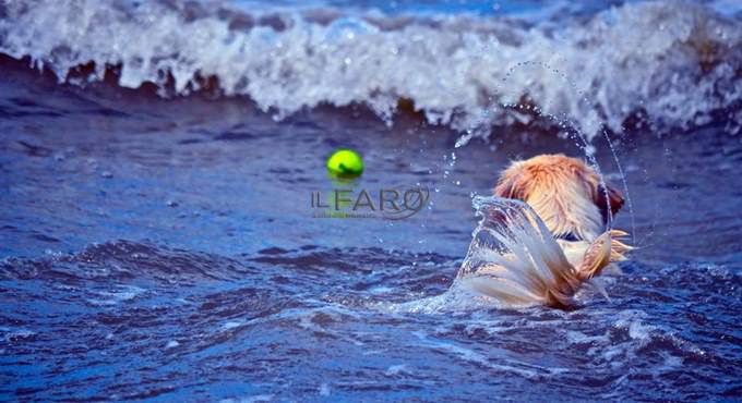 Maccarese: il 19 aprile riapre BauBeach, la spiaggia per cani ecofriendly