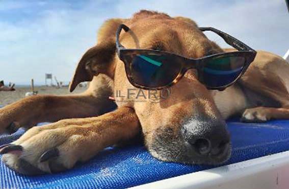 A Maccarese riapre Baubeach, la spiaggia dedicata ai nostri amici a quattro zampe