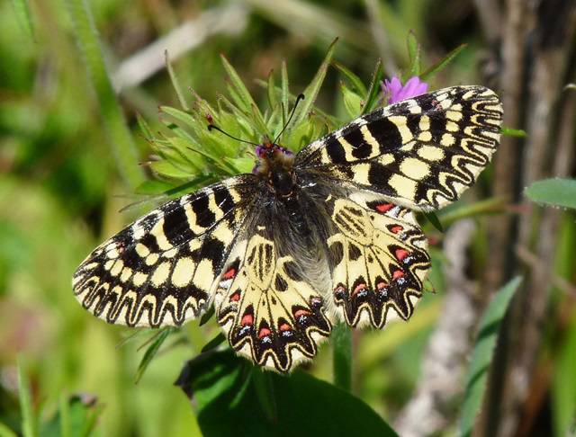 Fondi, al Parco degli Ausoni avvistata una farfalla rara