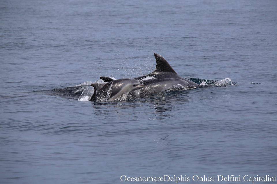 Ostia e Fiumicino regalano il prezioso avvistamento di una colonia di delfini