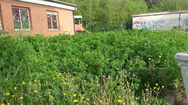 La polizia locale rileva la mancata manutenzione del verde in molte aree del Comune di Ardea