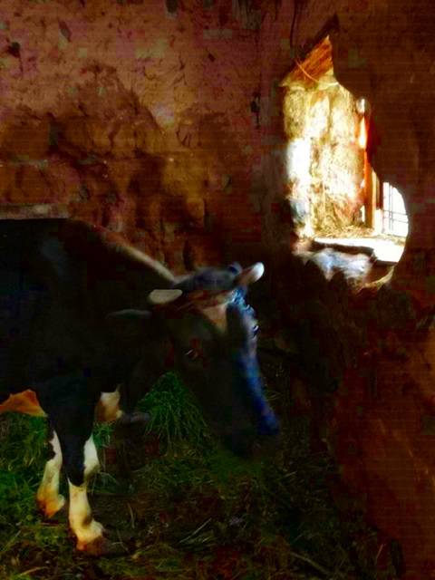La fondazione ‘Angelo Vassallo’ in aiuto di Teresina, l’ultima mucca di Ventotene