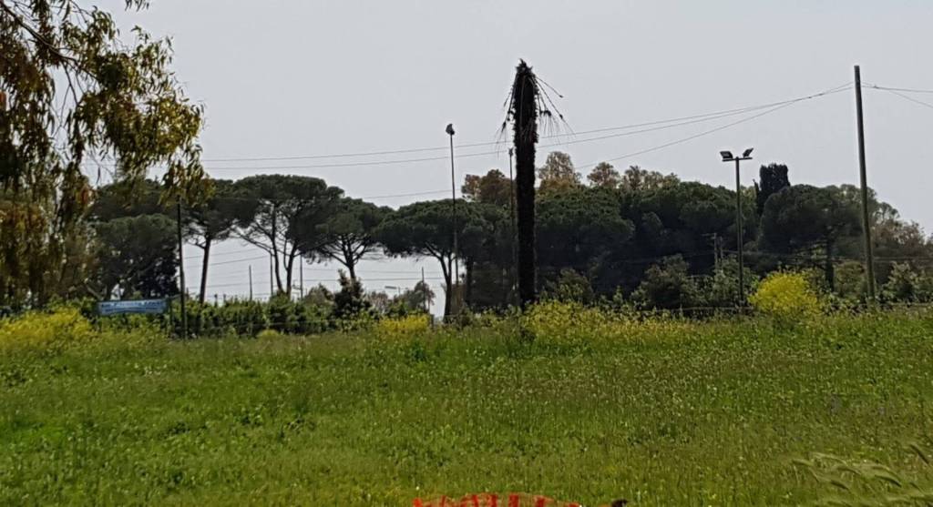 Sbraccia (Crescere Insieme) ‘degrado a Palidoro per il parco e per il decoro urbano’