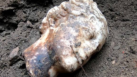 Ostia, la testa di Afrodite affiora dagli sterri degli scavi di un secolo fa