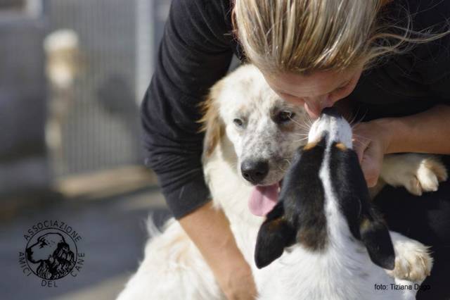 “Vi aspettiamo a casa nostra”: al via l’open day dell’Associazione Amici del Cane di Latina