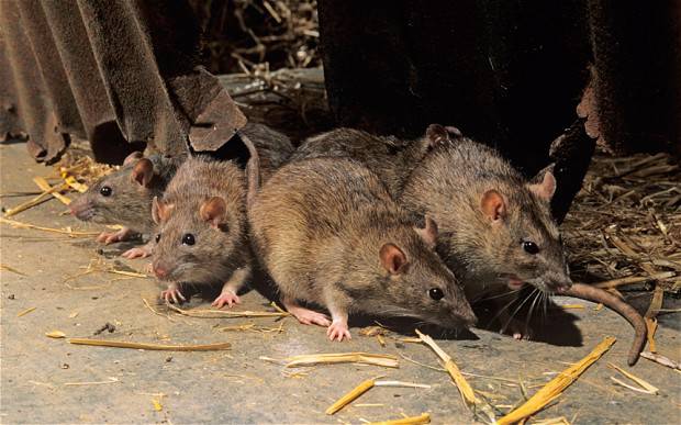 Invasione di ratti nella dogana di Civitavecchia, la Uilpa ‘urge disinfestazione’