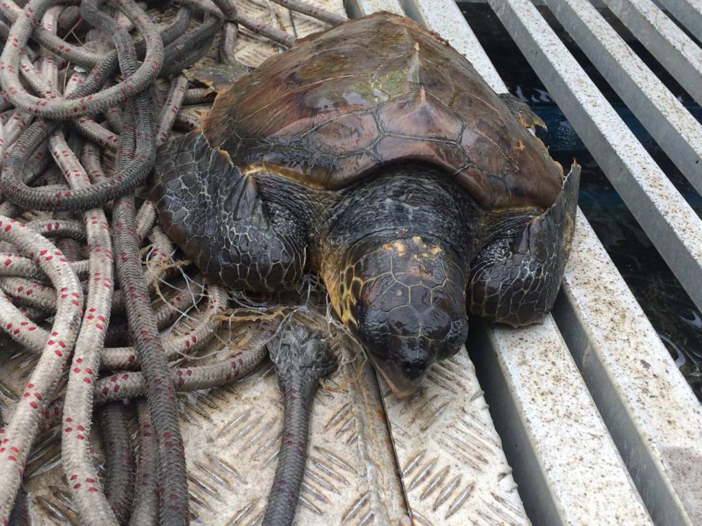 Tartaruga marina ferita rinvenuta nel porto di Civitavecchia