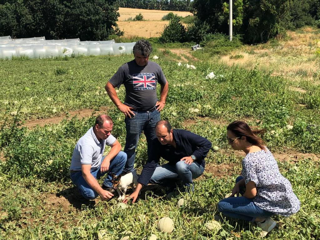 Maltempo, il comune di Montalto richiede lo stato di calamità naturale per il settore agricolo