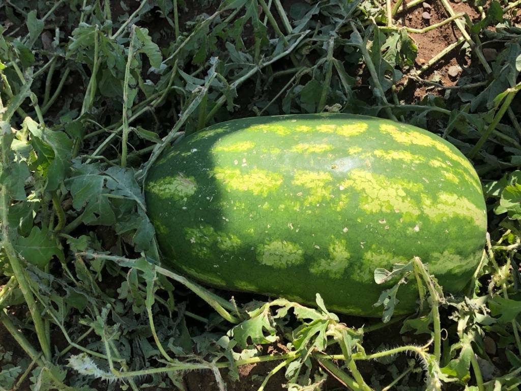 Maltempo, il comune di Montalto richiede lo stato di calamità naturale per il settore agricolo