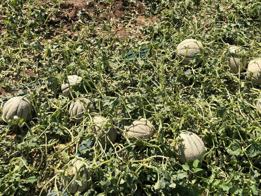 Maltempo, il comune di Montalto richiede lo stato di calamità naturale per il settore agricolo