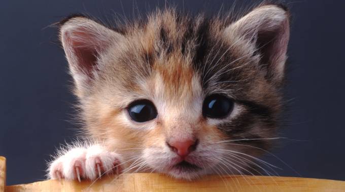 Scovati gatti tenuti in pessime condizioni a Ladispoli, salvati dalle Guardie zoofile