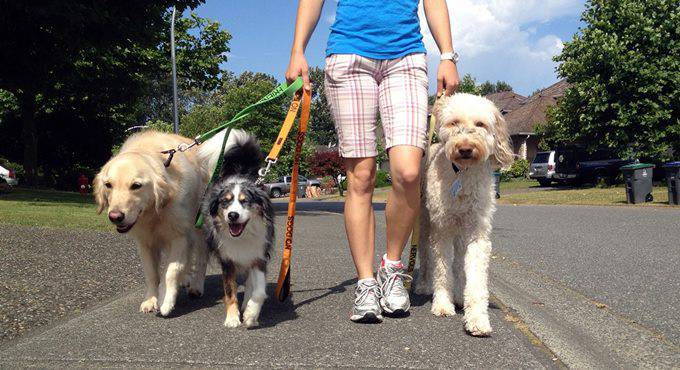 Ad Anzio il primo “Sportello dei diritti degli animali”