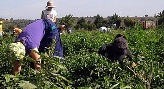 Lavoratori in nero e violazioni delle norme sulla sicurezza: sospesa un’attività ortofrutticola a Latina
