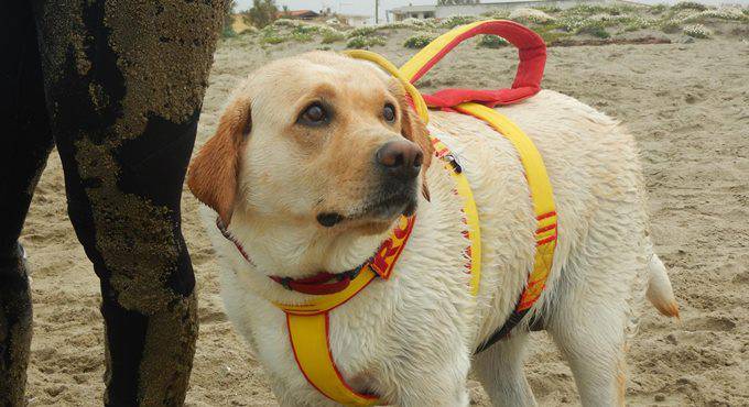 Cani bagnini salvano bambine trascinate dalle correnti