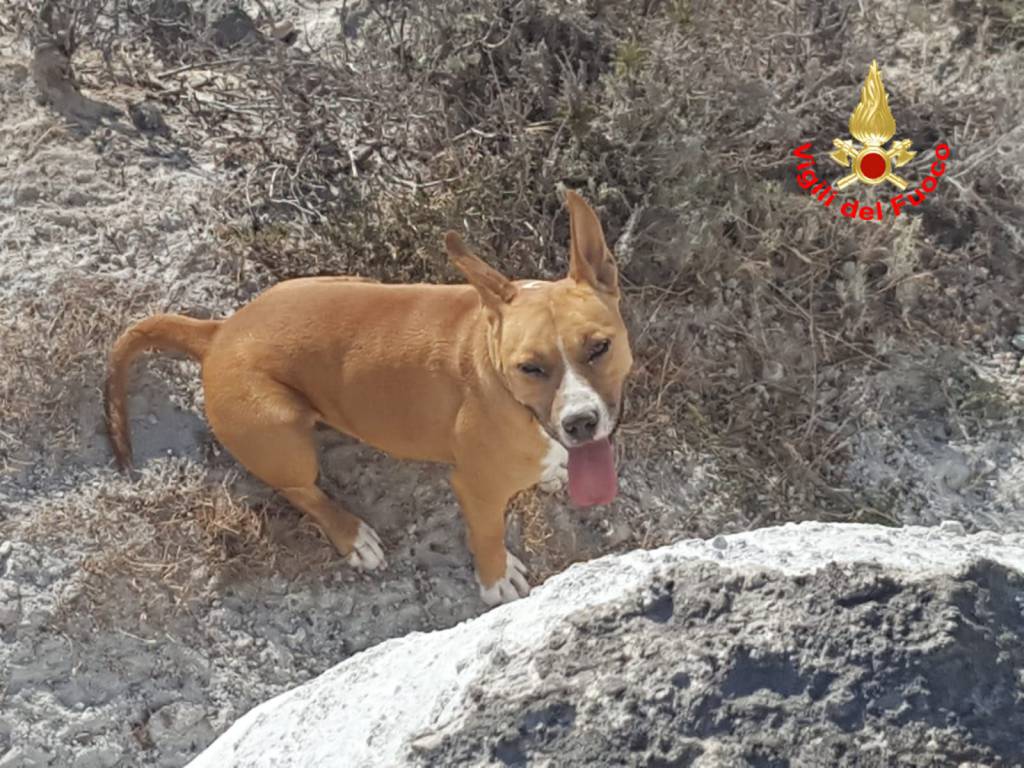 Cane bloccato per ore sulla scogliera a Ponza, intervengono i Vigili del Fuoco