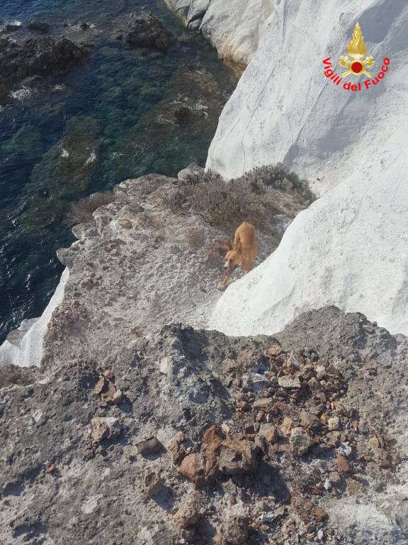 Cane bloccato per ore sulla scogliera a Ponza, intervengono i Vigili del Fuoco
