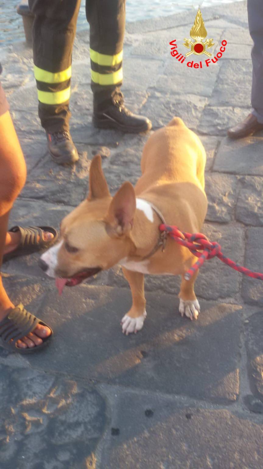 Cane bloccato per ore sulla scogliera a Ponza, intervengono i Vigili del Fuoco