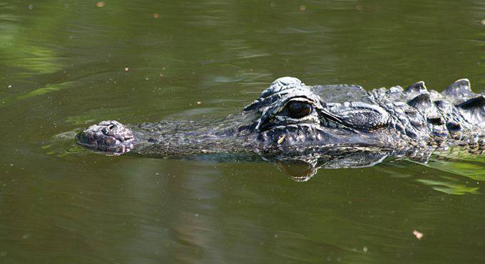 Maccarese e il “mistero” del coccodrillo avvistato nei canali