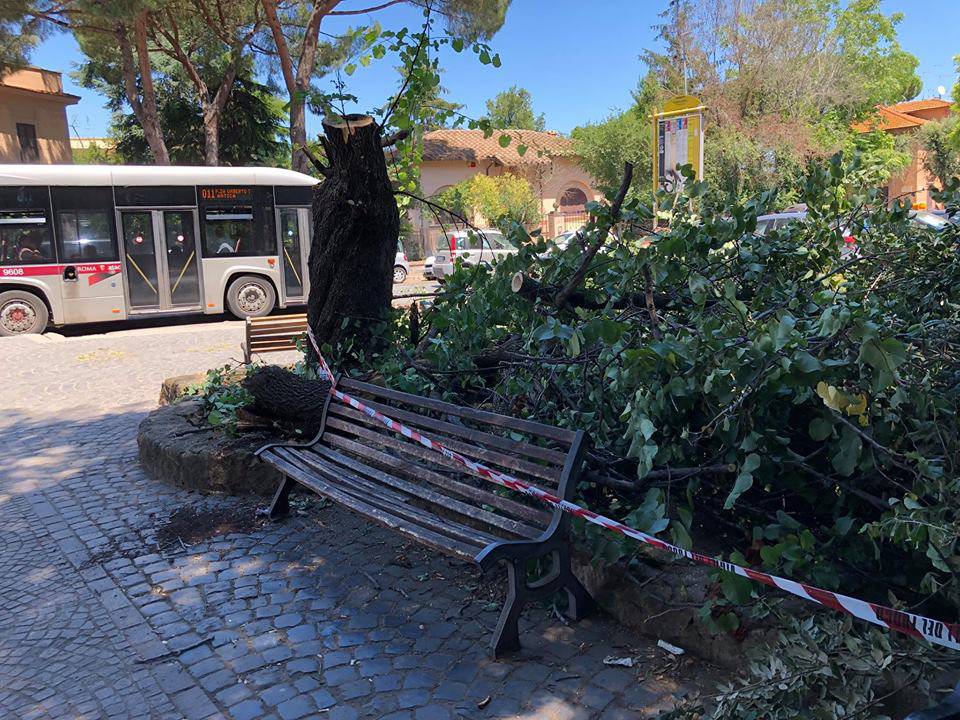 Ostia Antica, crolla albero malato tragedia sfiorata. “Otto giorni prima avevo avvertito il Municipio”