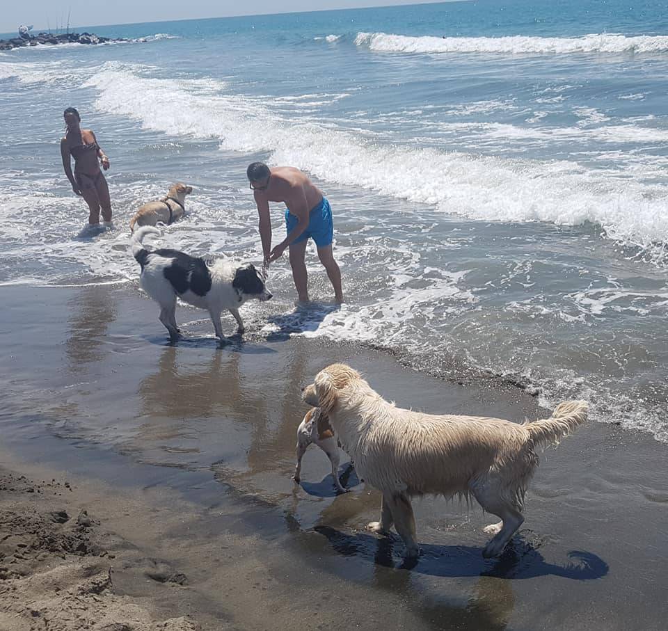 Ostia, torna la spiaggia per i cani: ecco dove e come