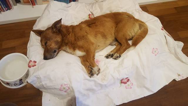 Latina, massacrò di botte il cagnolino Lucky: confermata la condanna a 8 anni di carcere