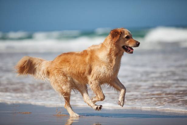 Terracina dice “no” agli animali domestici in spiaggia, esplode la polemica