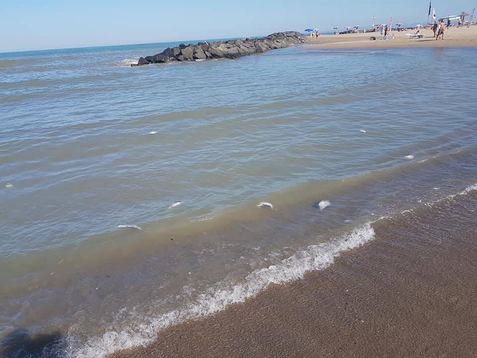 Pesci morti sulla spiaggia di Fiumicino, scatta l’allarme ambientale
