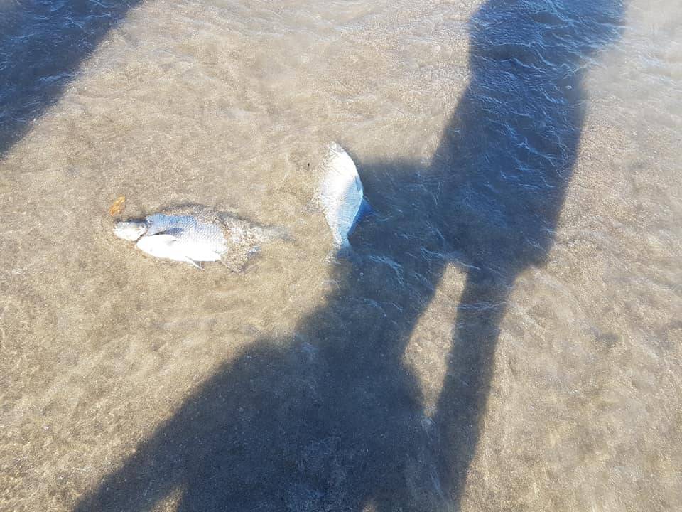 Pesci morti sulla spiaggia di Fiumicino, scatta l’allarme ambientale