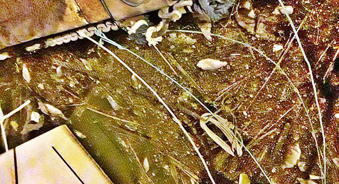 Pesci morti in darsena a Fiumicino, due quintali di carcasse in acqua